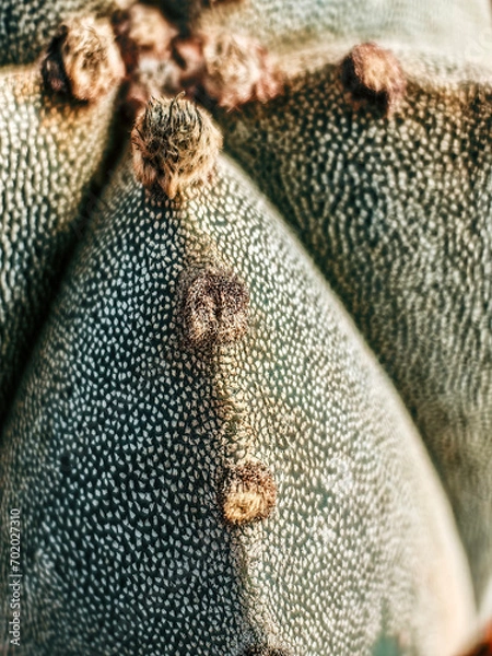 Fototapeta Close-up of cactus, macro photograph of cactus with white spots