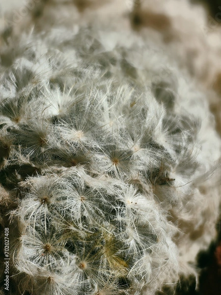 Fototapeta Close-up of flowers and white thorns of a cactus plant. Macro photograph of a cactus
