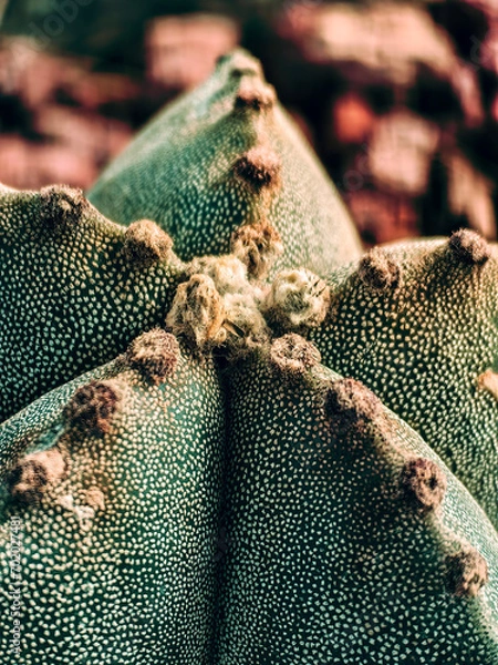 Fototapeta Macro photograph of the texture of a cactus. Cactus thorns. Cactus Bishop's Hat