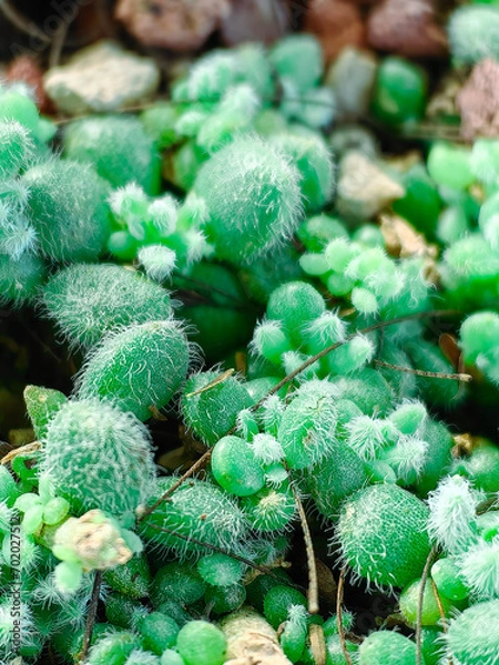 Fototapeta Little green cacti. Tiny cacti in greenhouse