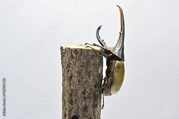 Obraz ヘラクレスオオカブト
