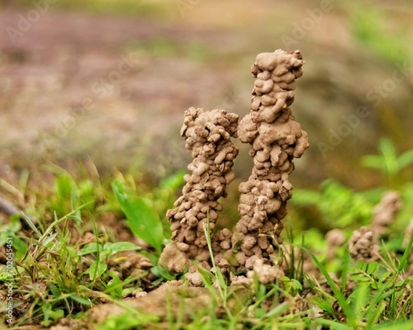 Fototapeta House or dwelling of earthworms The And the excretion of earthworms.