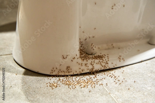Obraz A colony of ants hides their eggs under the toilet in the bathroom. The problem with insects in the house.