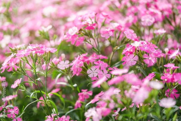 Obraz Closeup of pink Dianthus flower under sunlight using as background natural plants landscape, ecology wallpaper cover page concept.