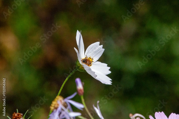 Obraz 꿀벌의 채집