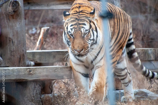 Obraz 호랑이의 산책