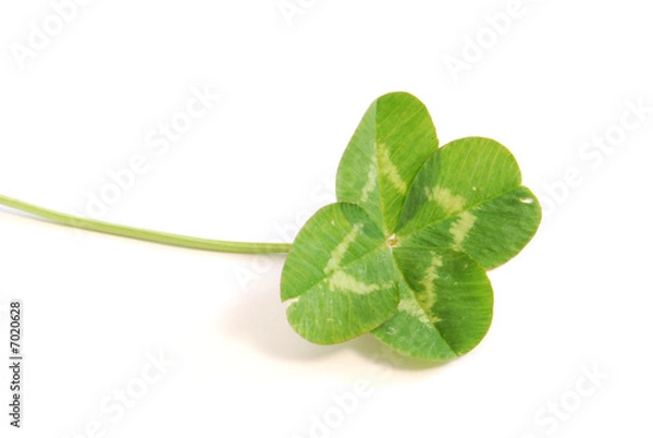 Obraz czterolistna koniczyna