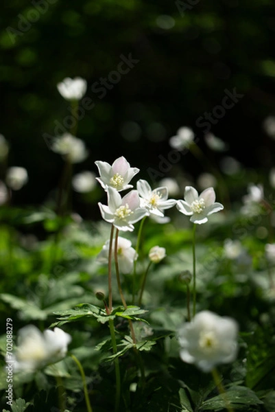 Fototapeta 東京都高尾山周辺の群生地に咲くニリンソウ
