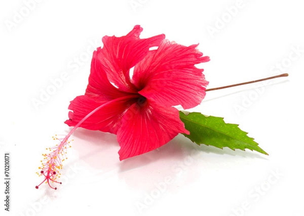 Obraz hibiscus flower