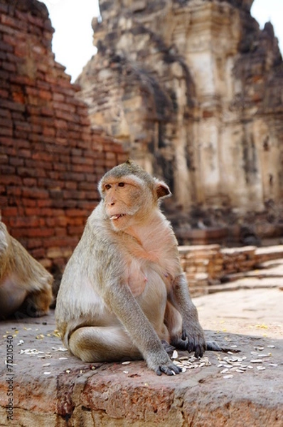 Obraz Monkey Lopburi Thailand