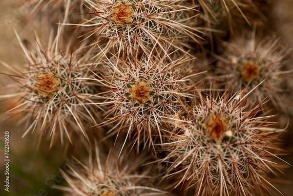 Obraz Cactus aerial view