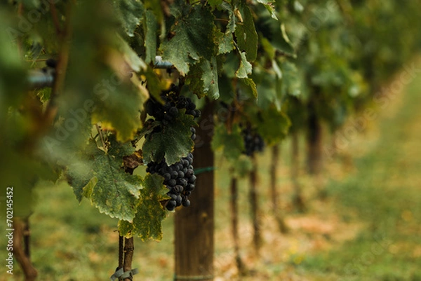 Obraz Italian Vineyard Grapes