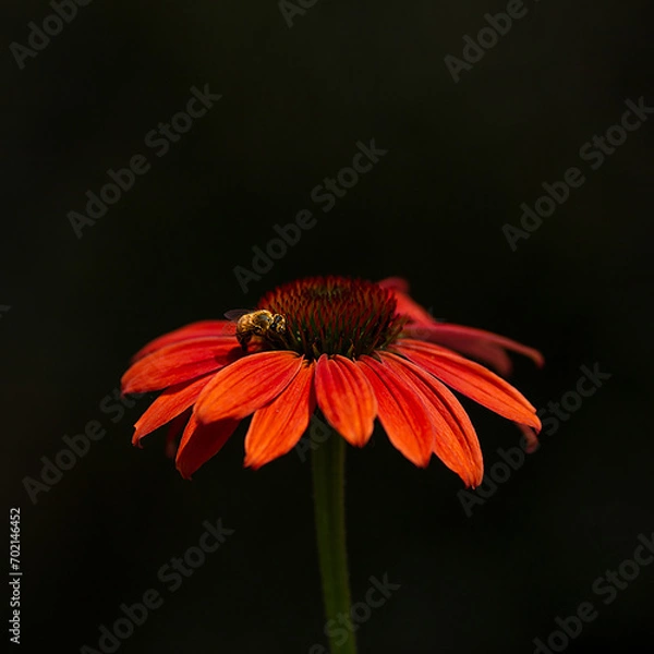Obraz Bee on red daisy flower