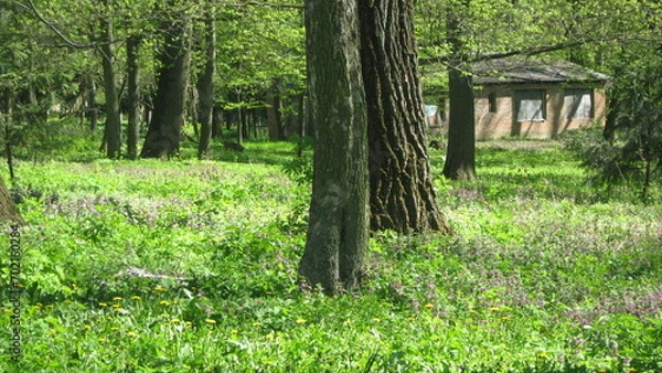 Fototapeta Spring, forest damn, lovely view