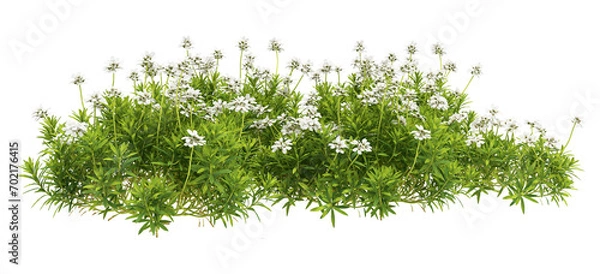 Fototapeta grass isolated on white