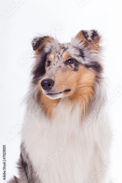 Obraz Rough Collie Portrait