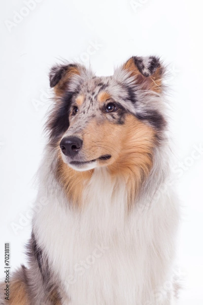 Obraz Portrait eines Collies