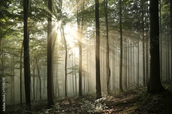 Fototapeta Autumn deciduous forest in foggy weather during sunrise