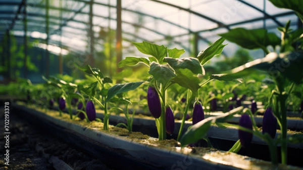 Fototapeta Growing organic eggplants in a greenhouse on the farm. Healthy vegetables concept. Generative AI