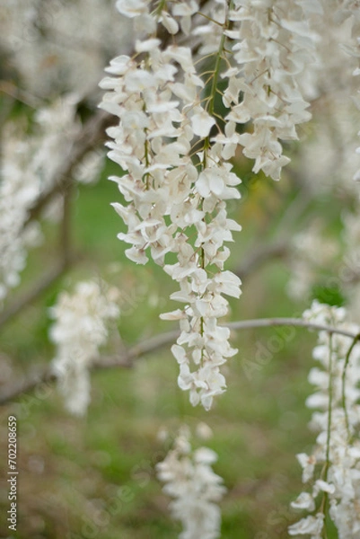 Fototapeta White fragrant wisteria. Spring blooming garden. Scents and body care in the garden. Copy space for text.