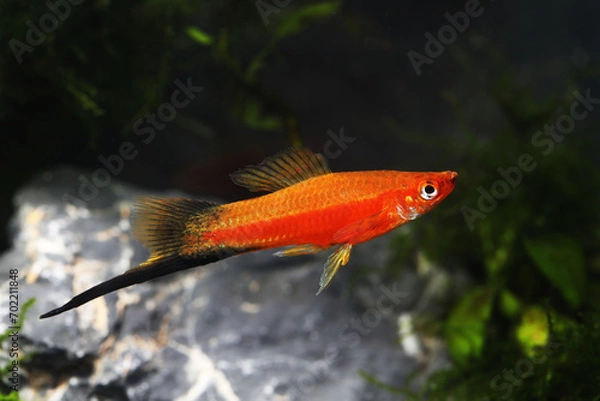 Obraz Red wagtail swordtail fish (Xiphophorus helleri)