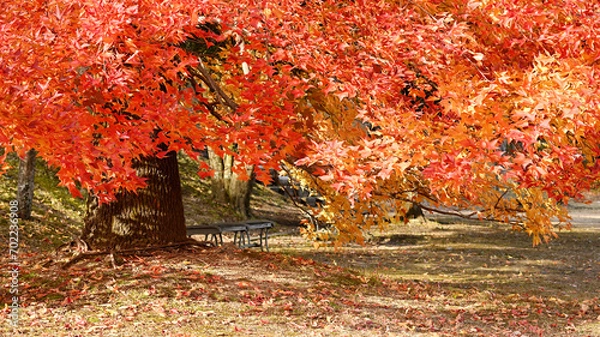 Obraz 日本の秋の綺麗な紅葉