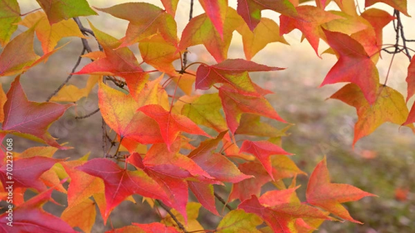 Obraz 日本の秋の綺麗な紅葉