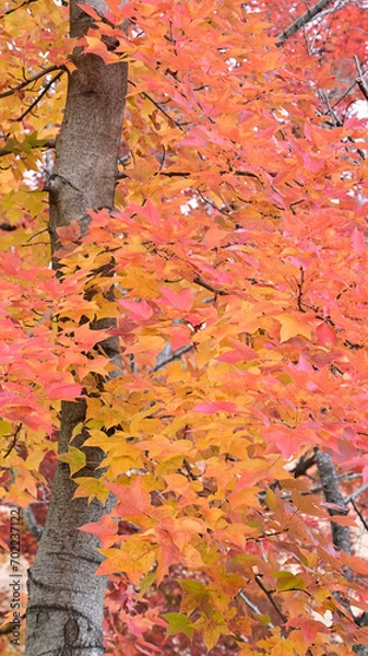 Obraz 日本の秋の綺麗な紅葉