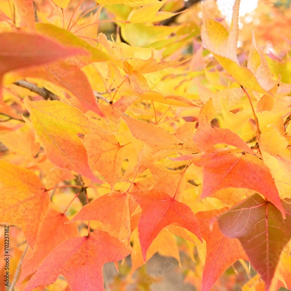 Obraz 日本の秋の綺麗な紅葉