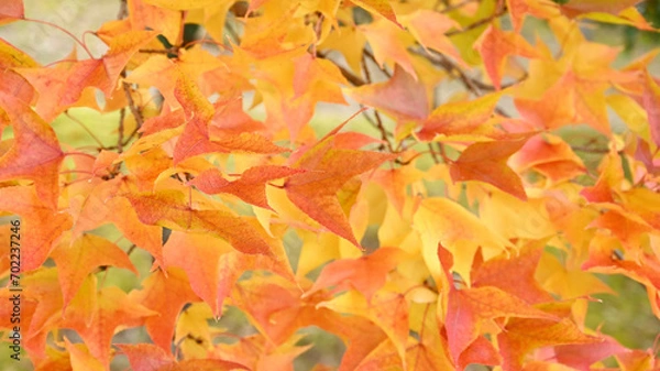 Obraz 日本の秋の綺麗な紅葉