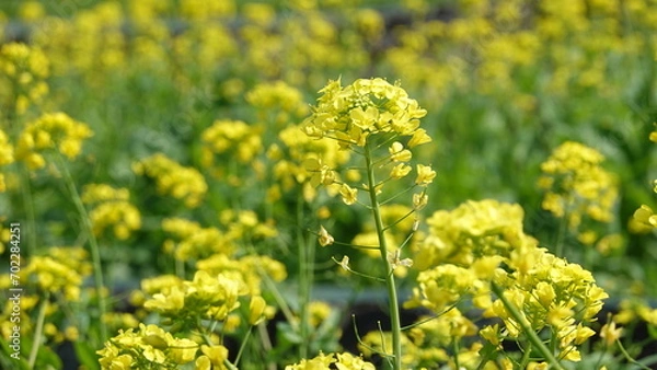 Fototapeta 春の花畑