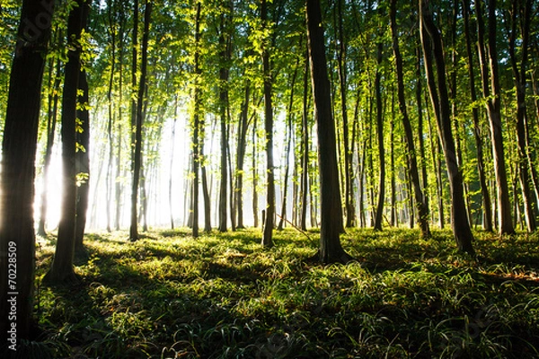 Obraz nature. sunset in the forest