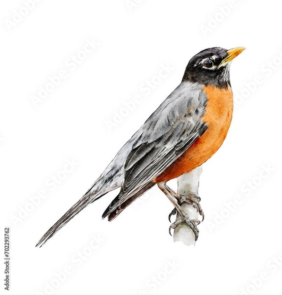 Fototapeta Hand-drawn watercolor American robin bird on branch illustration isolated. Birds collection. Turdus migratorius