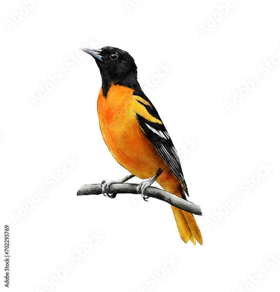 Fototapeta Hand-drawn watercolor baltimore oriole bird on branch illustration isolated. Birds collection. Icterus galbula