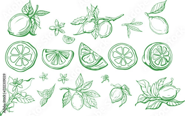 Fototapeta Hand drawn lemon set on yellow background. Outline whole citrus with peel and natural fruites into different pieces and circle slices,  branch of blossom and leaves. Vintage postcard with lemons.