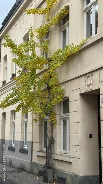 Fototapeta Blatt und Stein