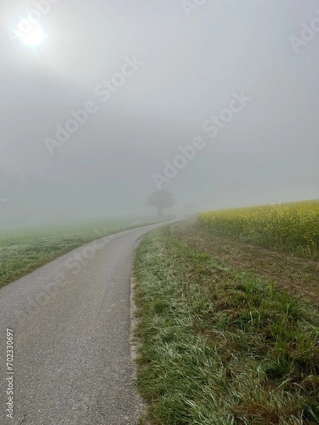 Fototapeta Baum im Nebel