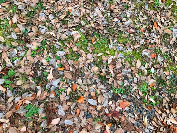 Obraz 冬の枯れ葉と雑草