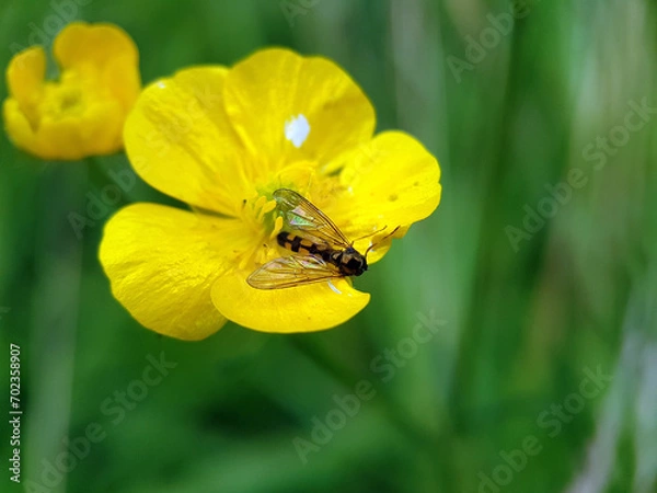 Obraz fly on a flower