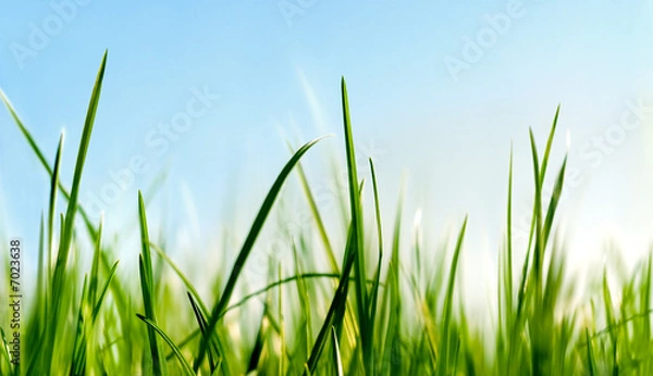 Obraz grass close to the ground view