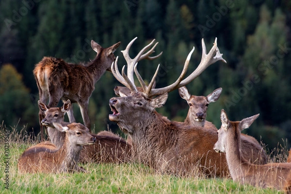 Obraz Röhrender Rothirsch