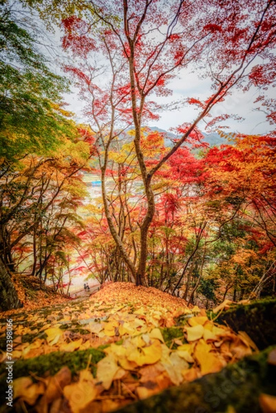 Fototapeta autumn leaves in Japan