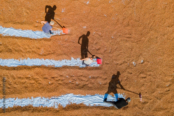 Obraz Farmers mixing the hazelnuts with shovels in the highlands of Ordu, Turkey. Hazelnut harvest.