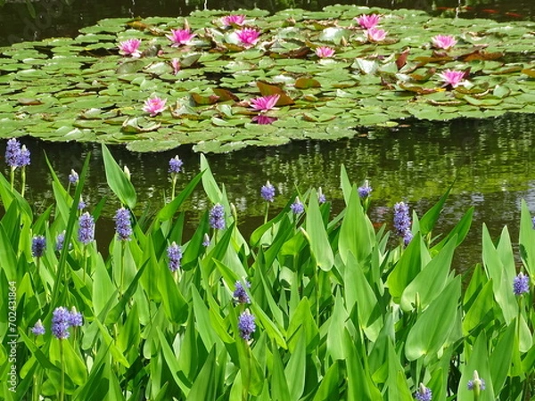 Obraz Waterlily pond