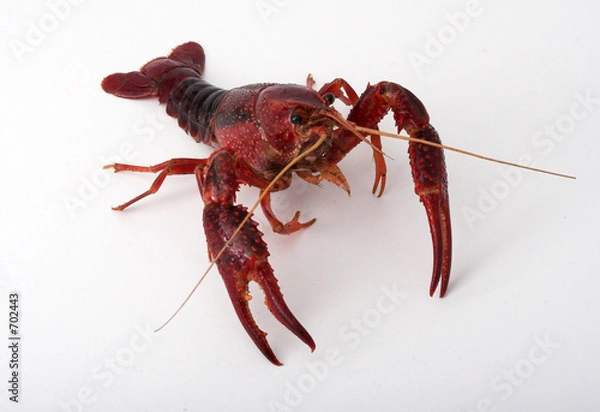 Obraz cangrejo de río