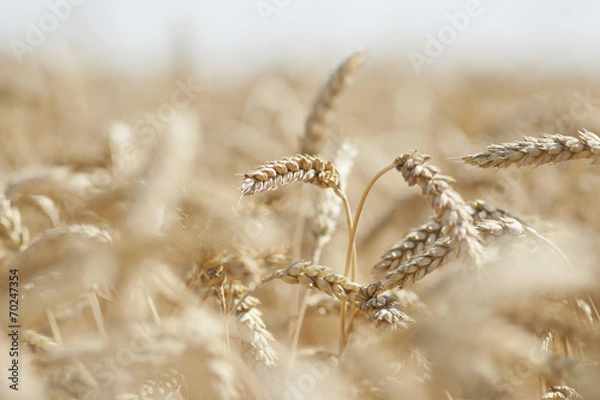 Obraz Ripe wheat