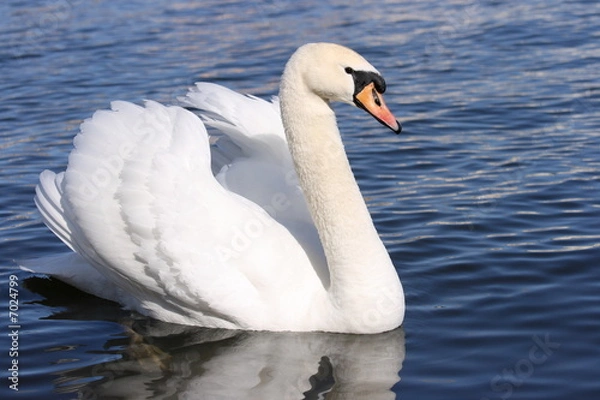 Fototapeta Swan