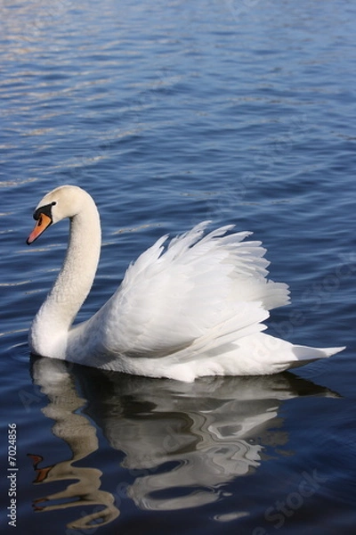 Obraz Swan