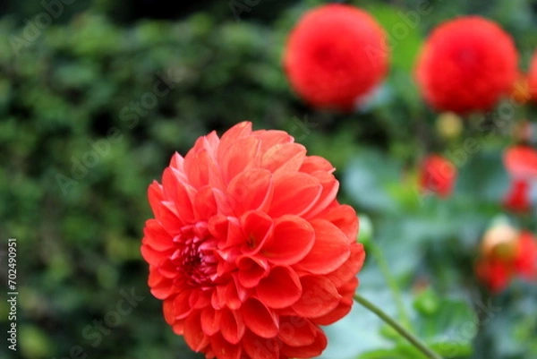 Fototapeta Dahlie rot, rote Dahlie, Dalie, Dalien, Blüte
