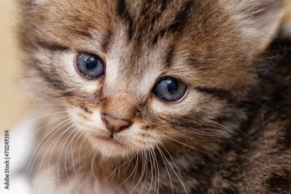 Fototapeta Cute kitten